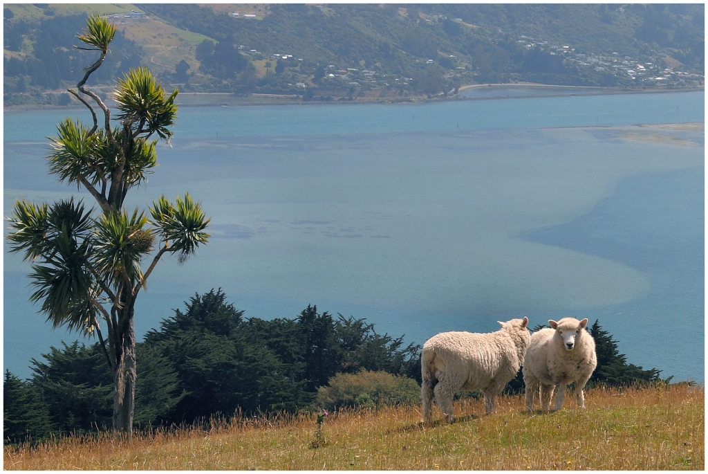 04 - Presqu'ile d'Otago (28).jpg